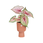 vibes fold coupe 14cm rose poudré